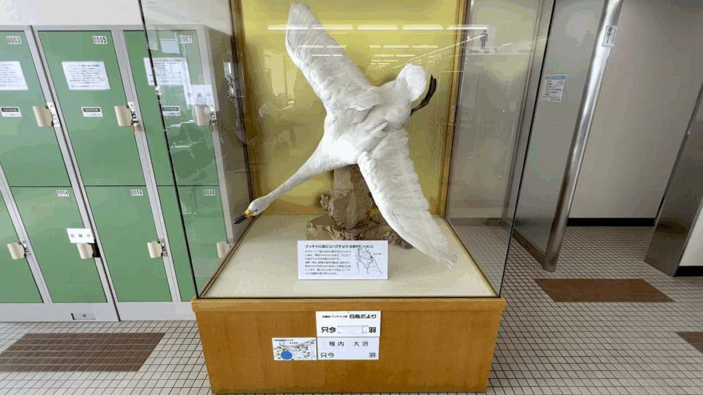 稚内空港 1F コハクチョウ 剥製