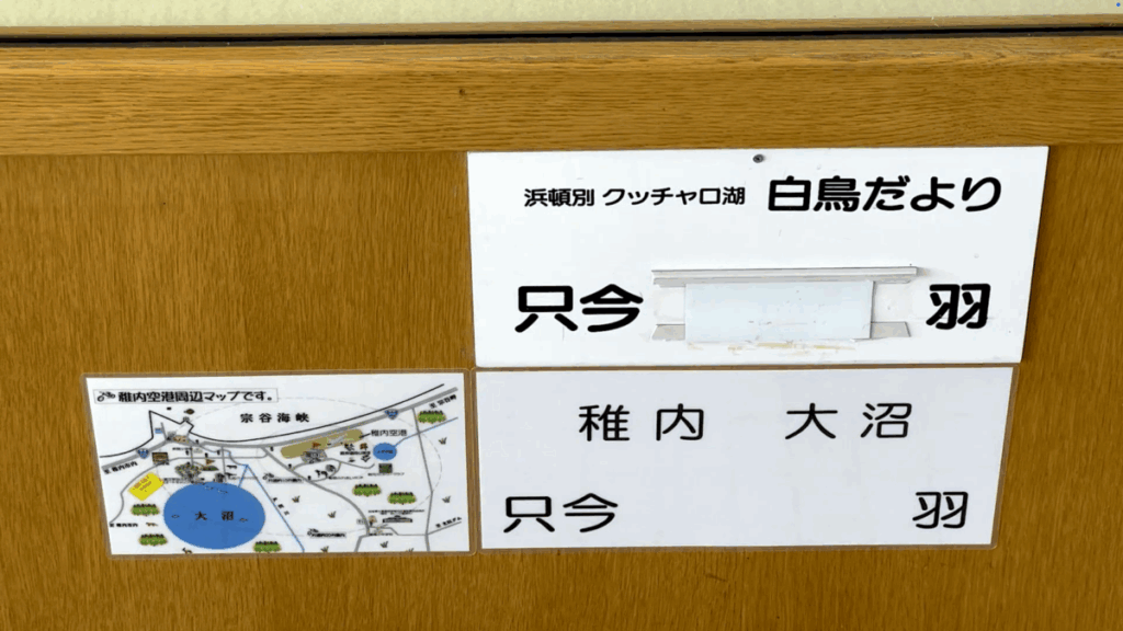 稚内空港 1F コハクチョウ 剥製