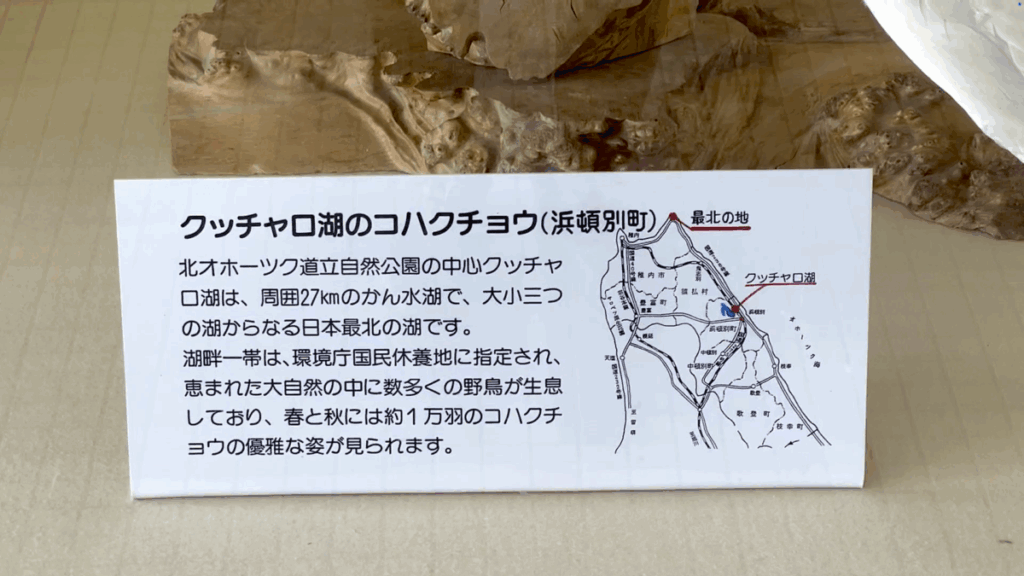 稚内空港 1F コハクチョウ 剥製
