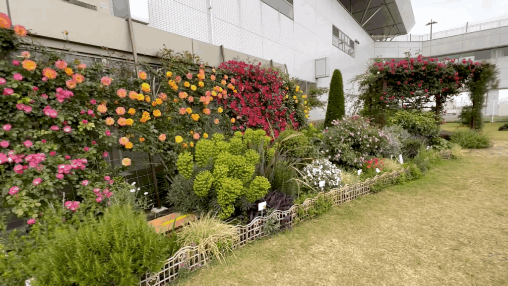 山口宇部空港 バラ園
