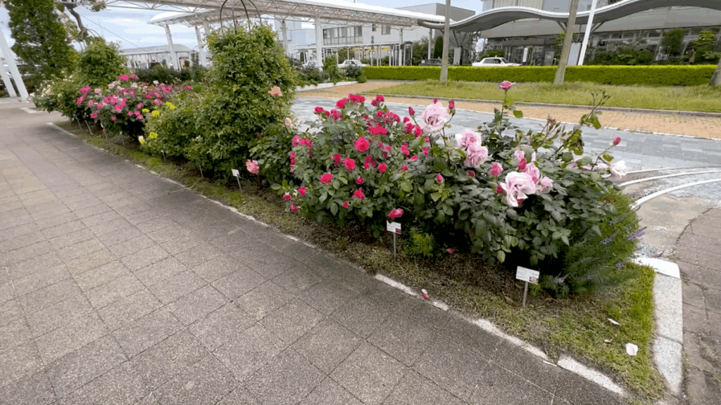 山口宇部空港 バラ