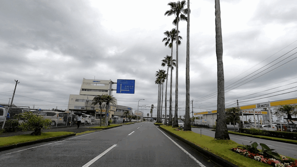宮崎空港 椰子の木