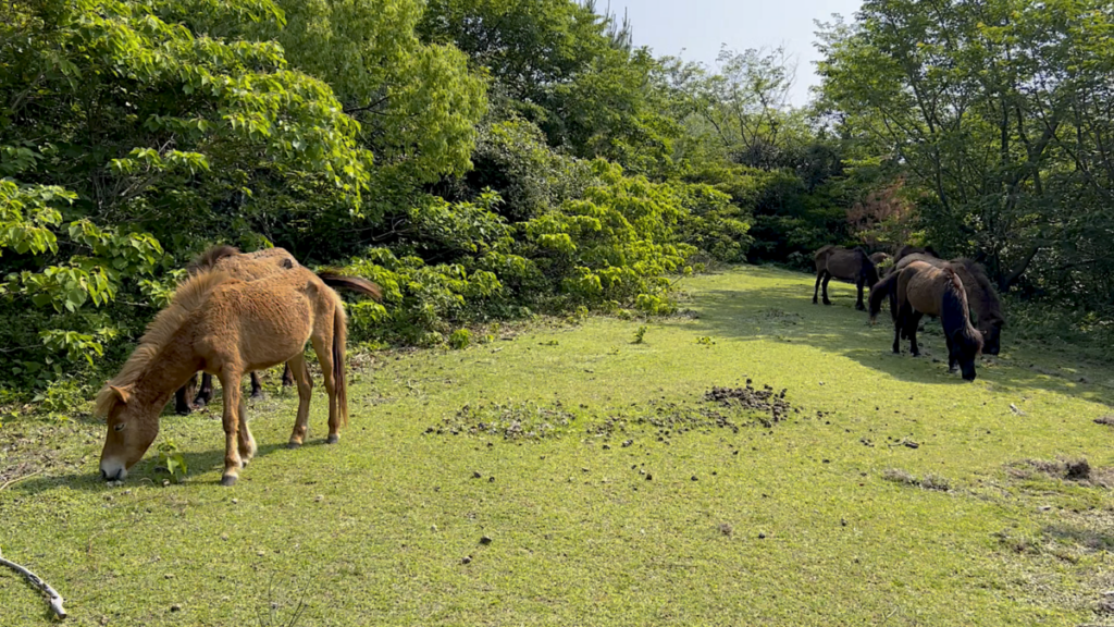 トカラ馬 開聞山麓自然公園 トカラ馬放牧場 森の中 群れ