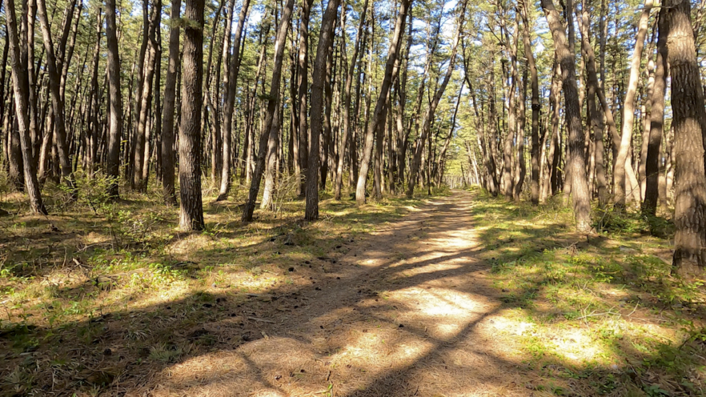 寒立馬 尻屋崎放牧場 森