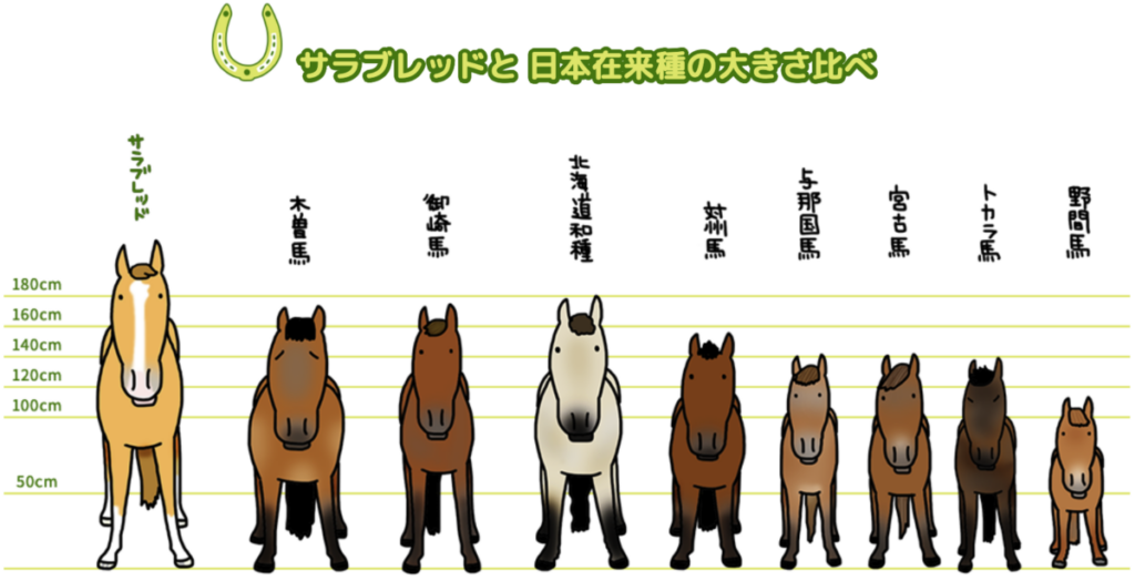 日本在来馬 大きさ 比較