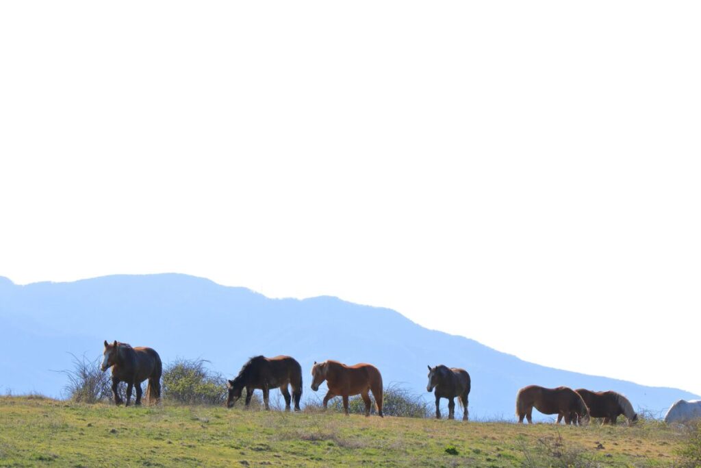 寒立馬 尻屋埼放牧場 夕方 集団