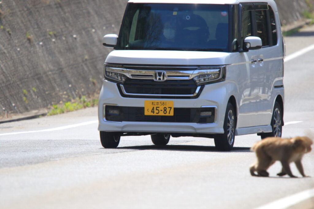 日本在来馬 木曽馬 木曽馬の里 周辺 野生動物 ニホンザル
