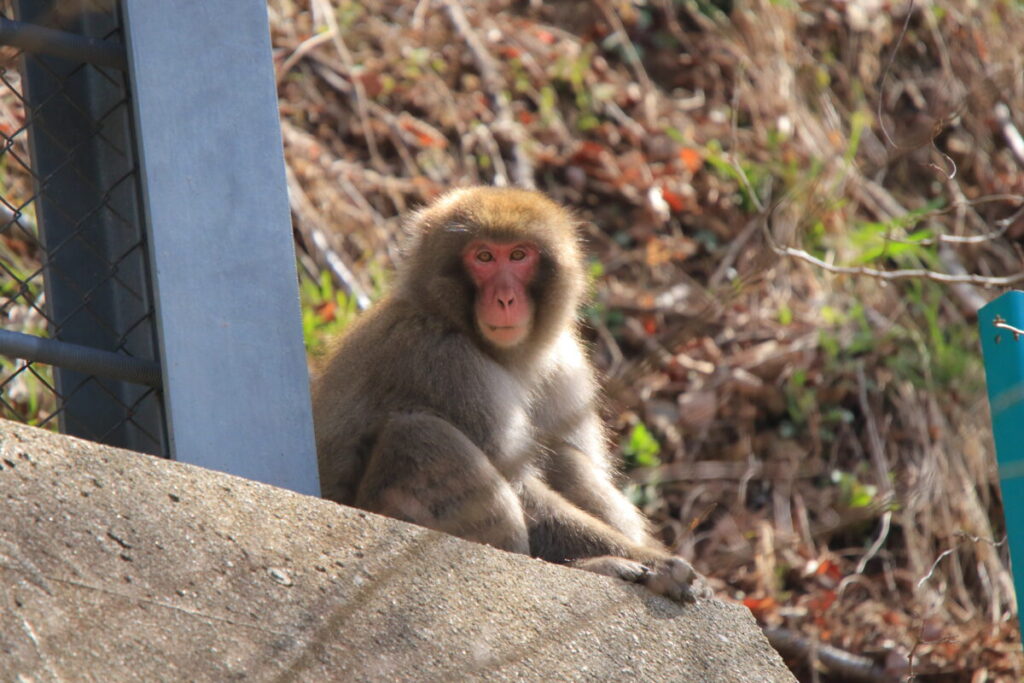 日本在来馬 木曽馬 木曽馬の里 周辺 野生動物 ニホンザル