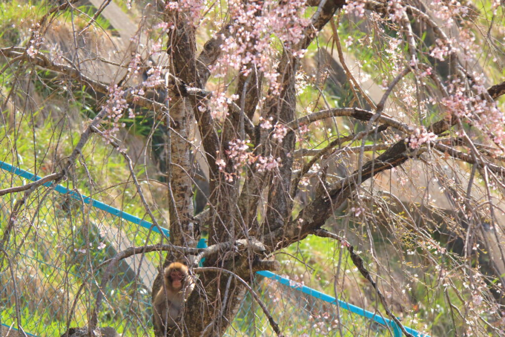 日本在来馬 木曽馬 木曽馬の里 周辺 野生動物 ニホンザル