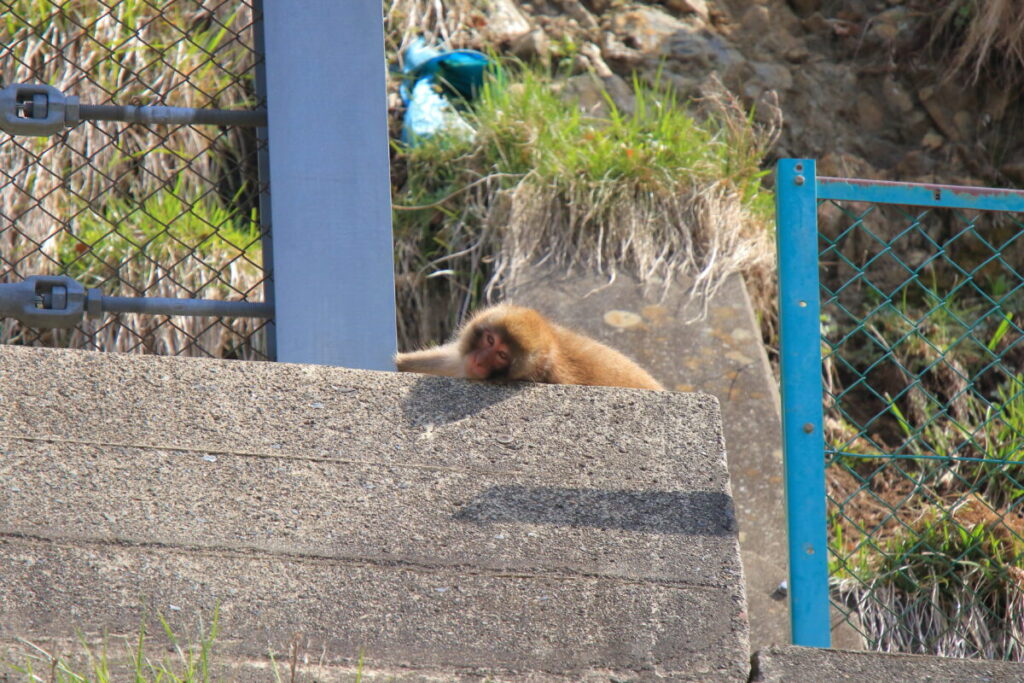 日本在来馬 木曽馬 木曽馬の里 周辺 野生動物 ニホンザル
