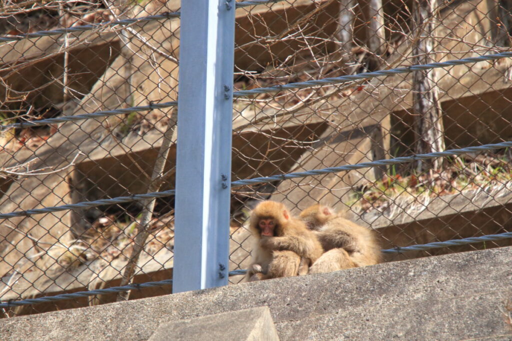 日本在来馬 木曽馬 木曽馬の里 周辺 野生動物 ニホンザル
