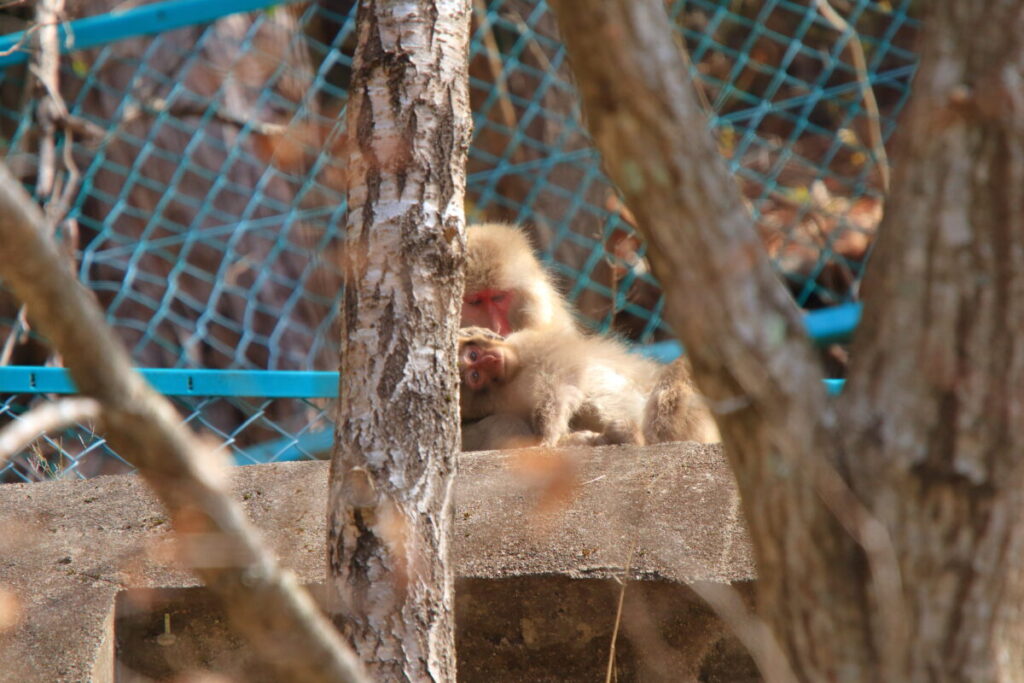 日本在来馬 木曽馬 木曽馬の里 周辺 野生動物 ニホンザル