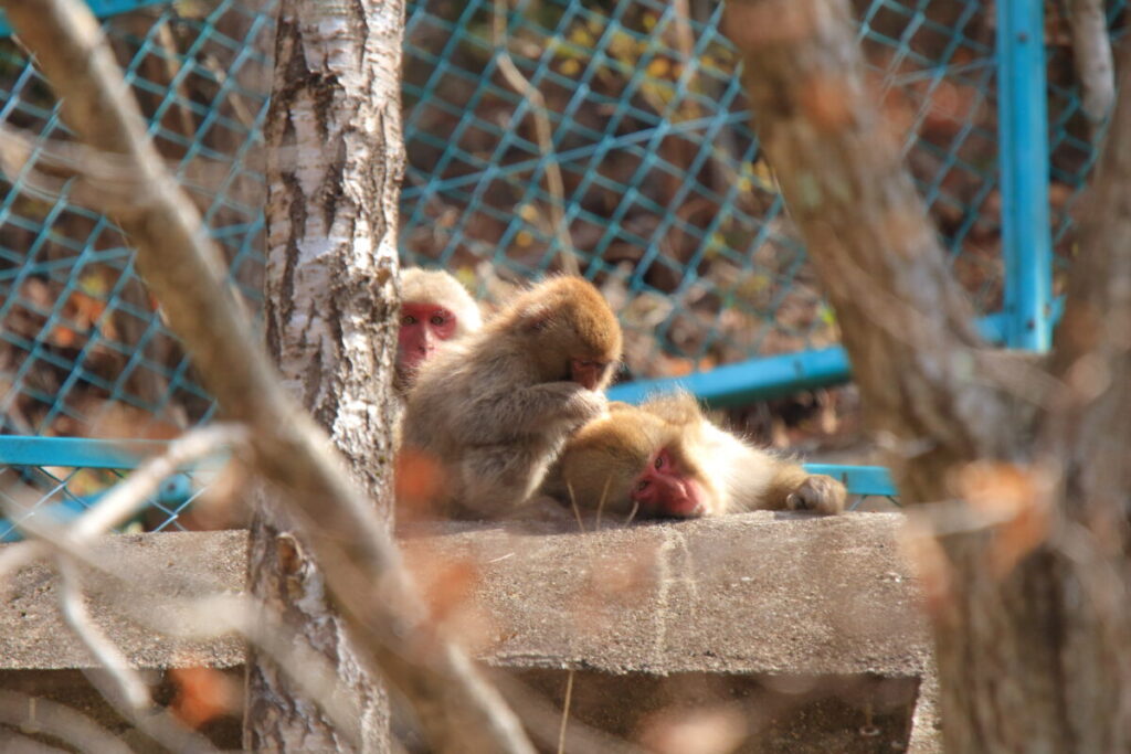 日本在来馬 木曽馬 木曽馬の里 周辺 野生動物 ニホンザル