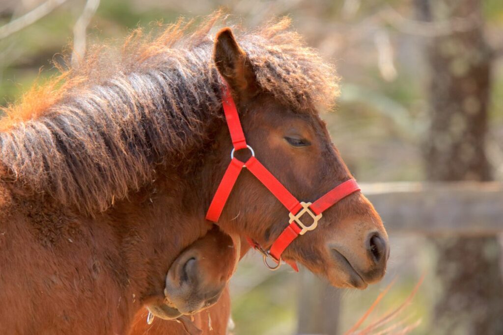 日本在来馬 木曽馬 木曽馬の里