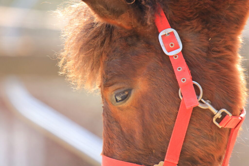日本在来馬 木曽馬 木曽馬の里 優しい目