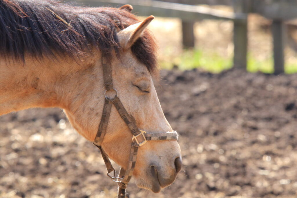 日本在来馬 木曽馬 木曽馬の里 優しい目