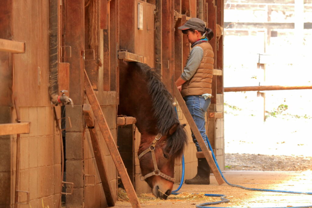 日本在来馬 木曽馬 木曽馬の里 木曽馬飼育