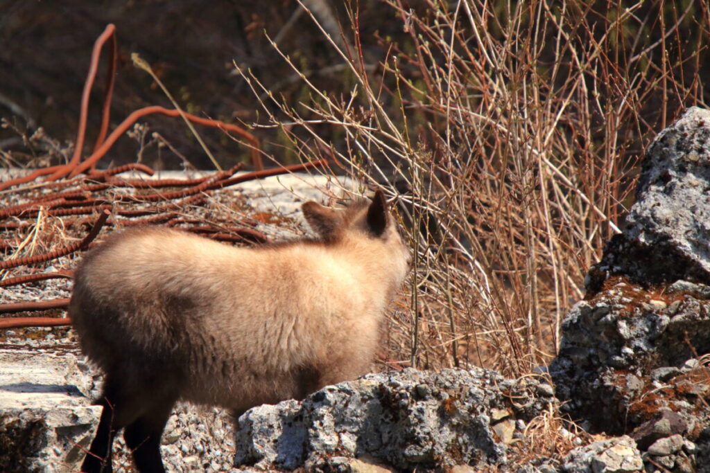 日本在来馬 木曽馬 木曽馬の里 周辺 野生動物 ニホンカモシカ