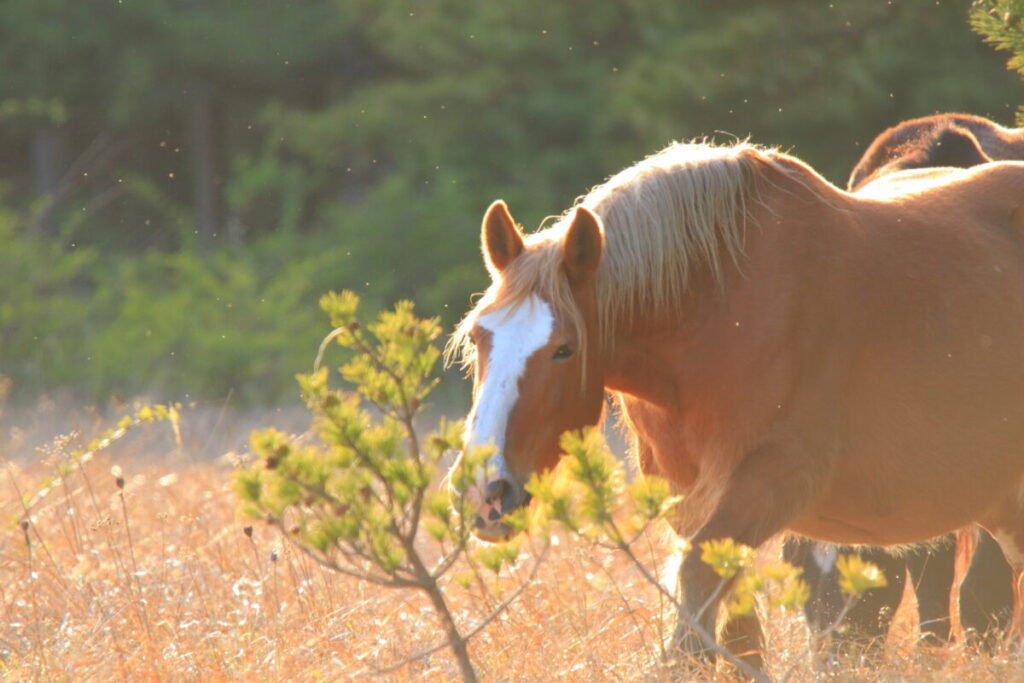 寒立馬 尻屋埼放牧場 夕方