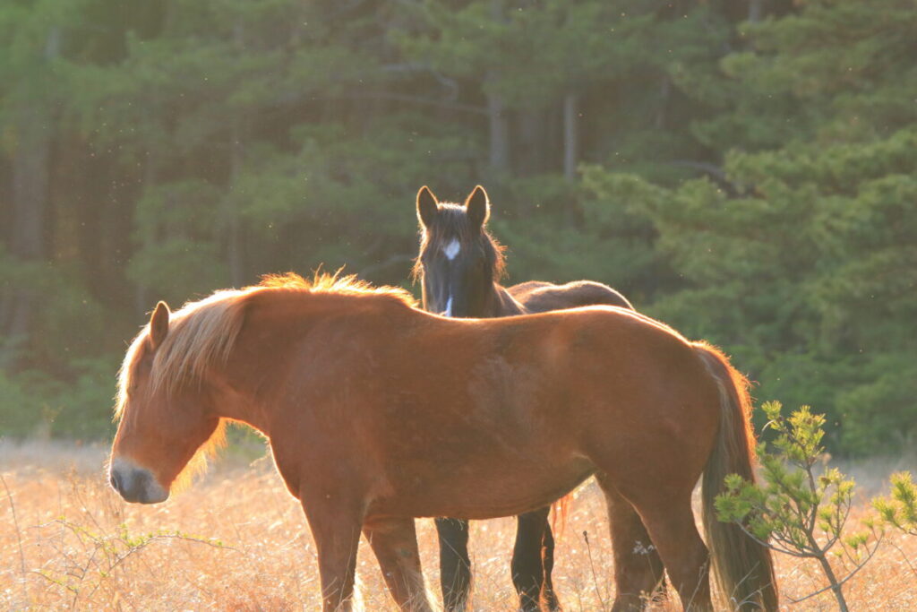 寒立馬 尻屋埼放牧場 夕方