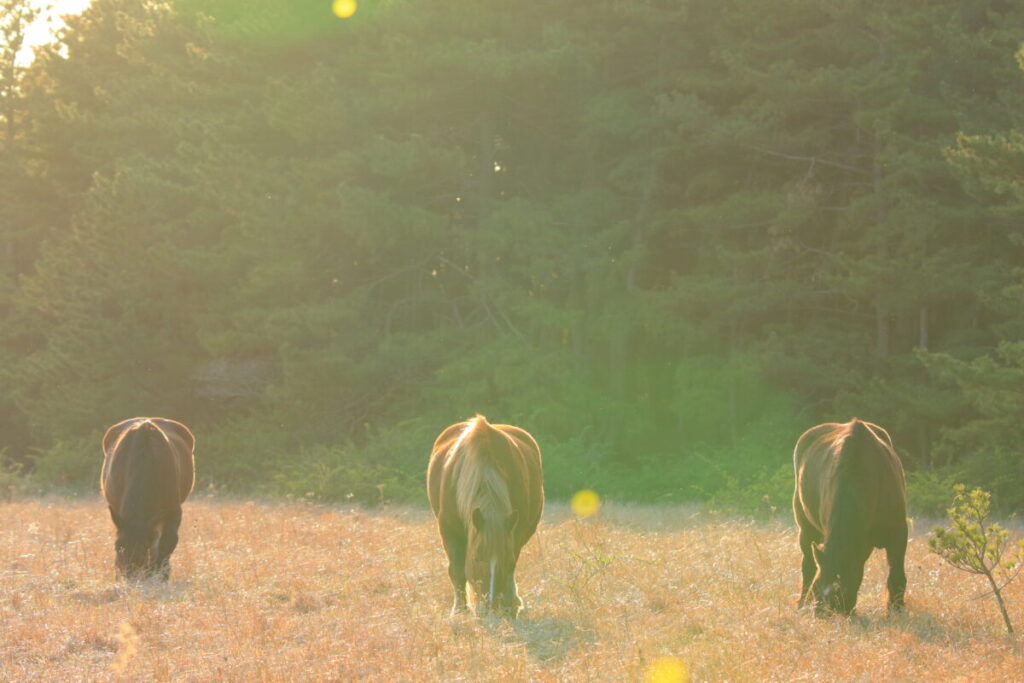 寒立馬 尻屋埼放牧場 夕方