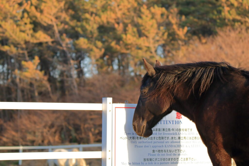 寒立馬 尻屋埼放牧場 注意書き