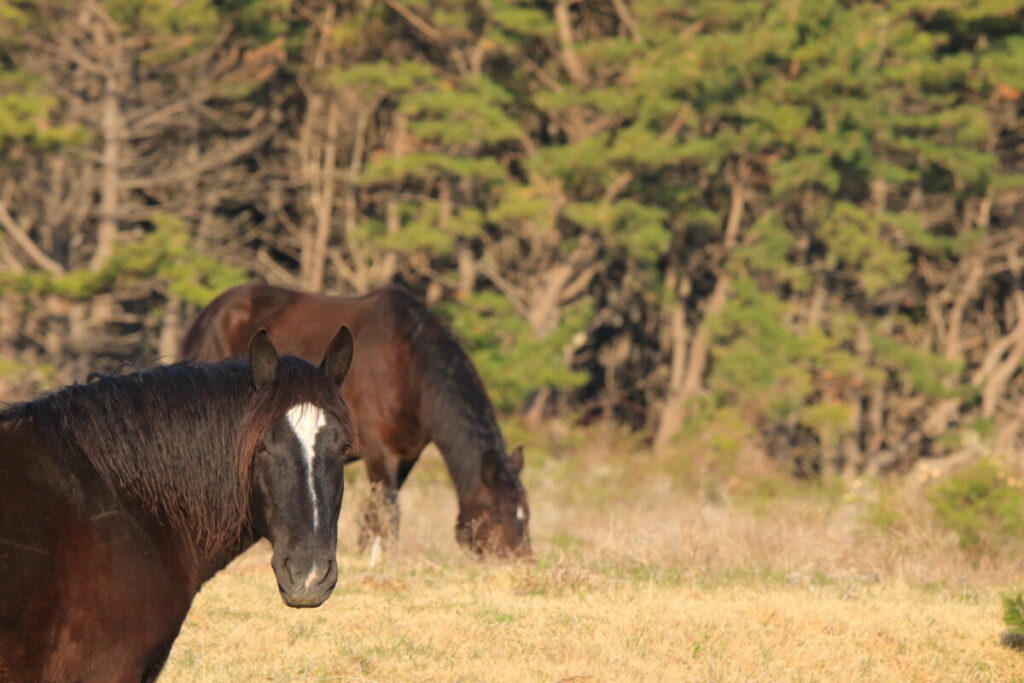 寒立馬 尻屋埼放牧場 早朝