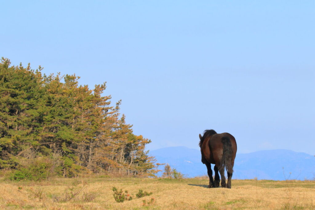 寒立馬 尻屋埼放牧場 早朝