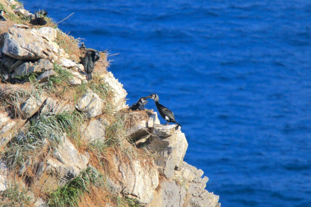 木曽馬 アクセス ウミウ コロニー
