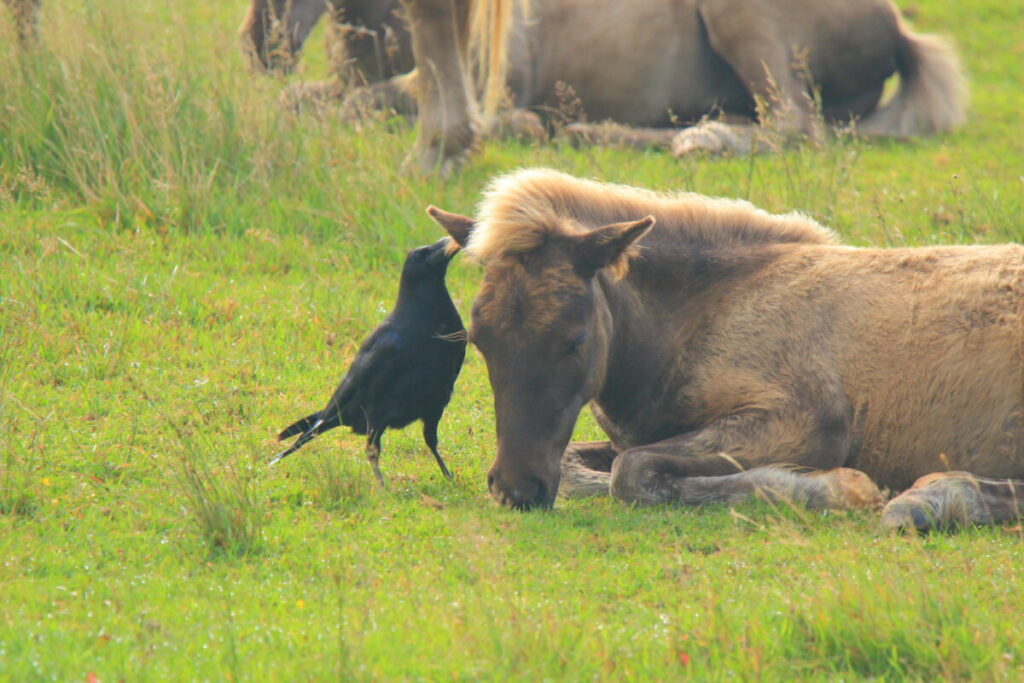 木曽馬 野間馬ハイランド カラス 道産子