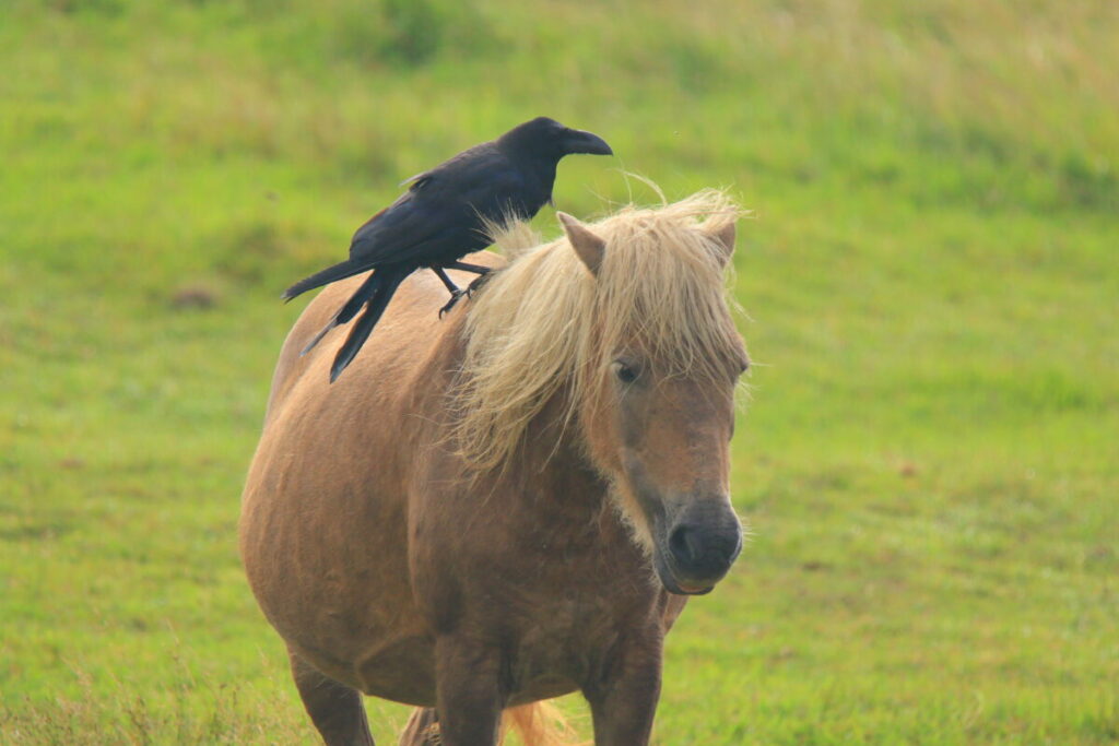 木曽馬 野間馬ハイランド カラス 道産子