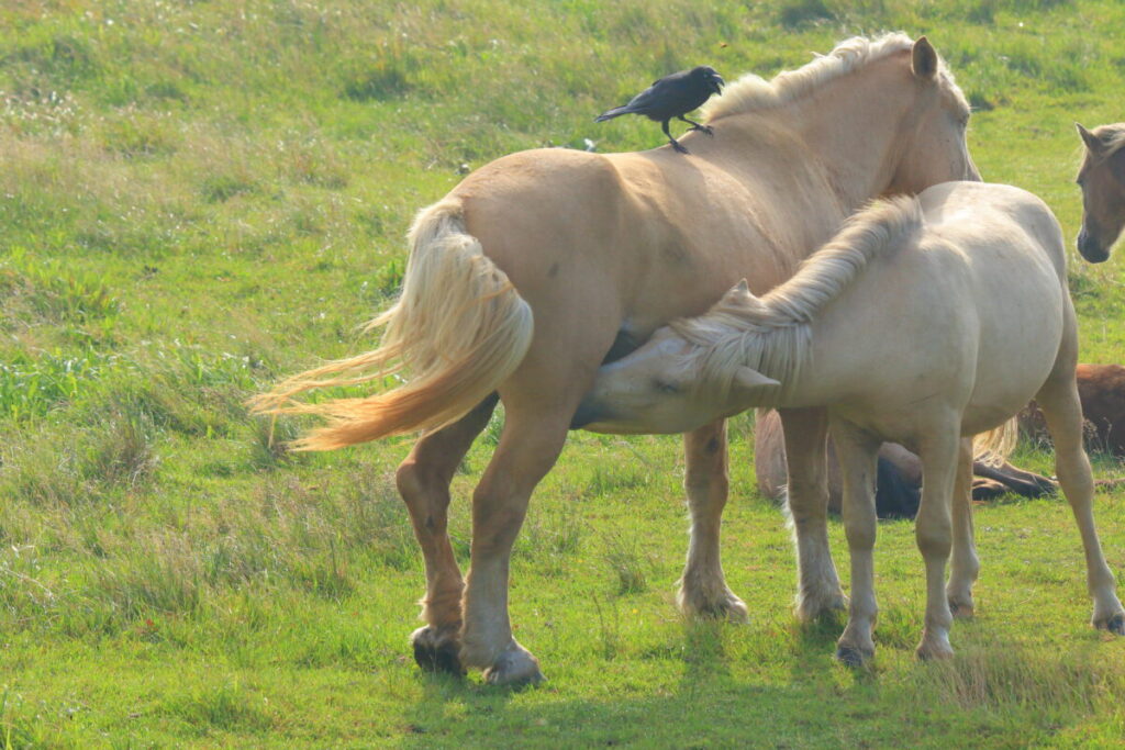 木曽馬 野間馬ハイランド カラス 道産子