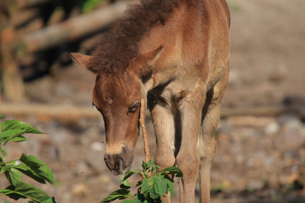 トカラ馬 開聞山麓自然公園 子馬 かゆい