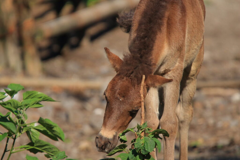 トカラ馬 開聞山麓自然公園 子馬 かゆい