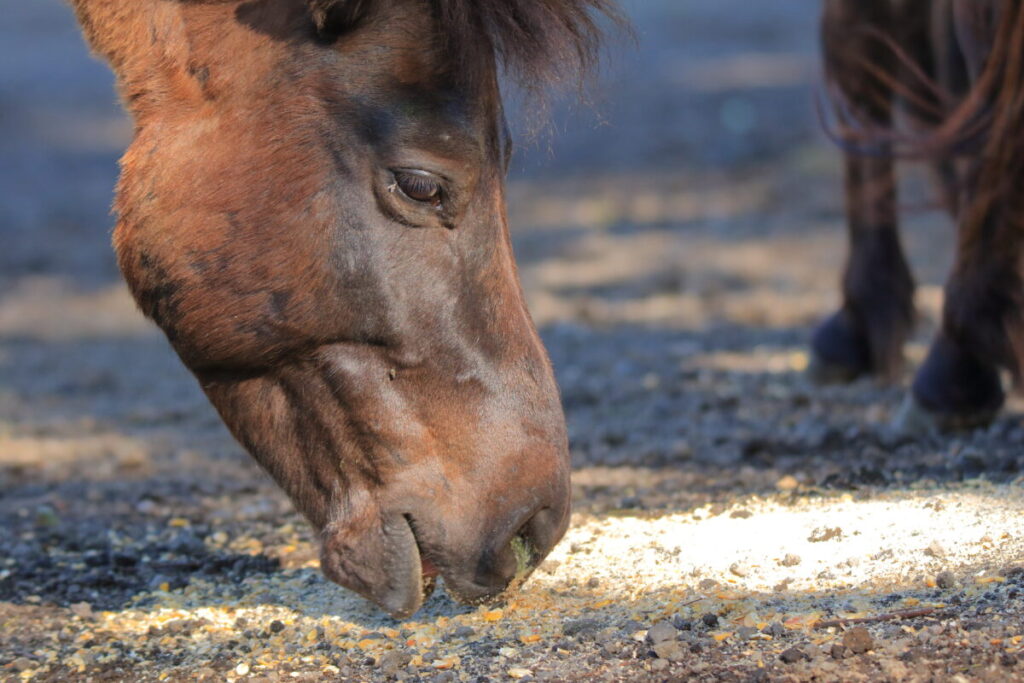 トカラ馬 開聞山麓自然公園 食事中