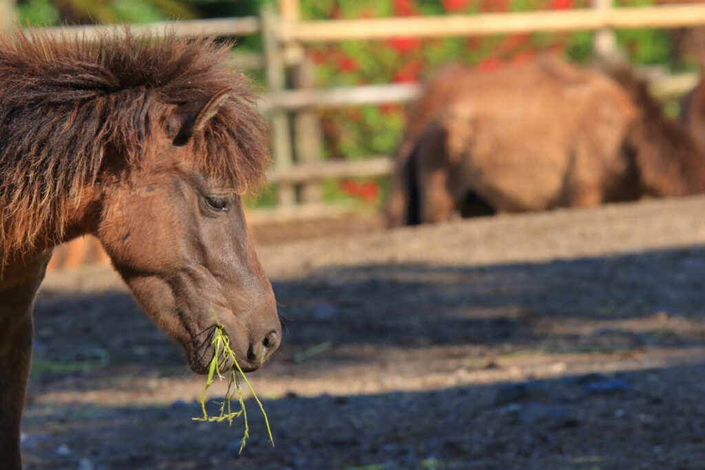 トカラ馬 開聞山麓自然公園 食事中
