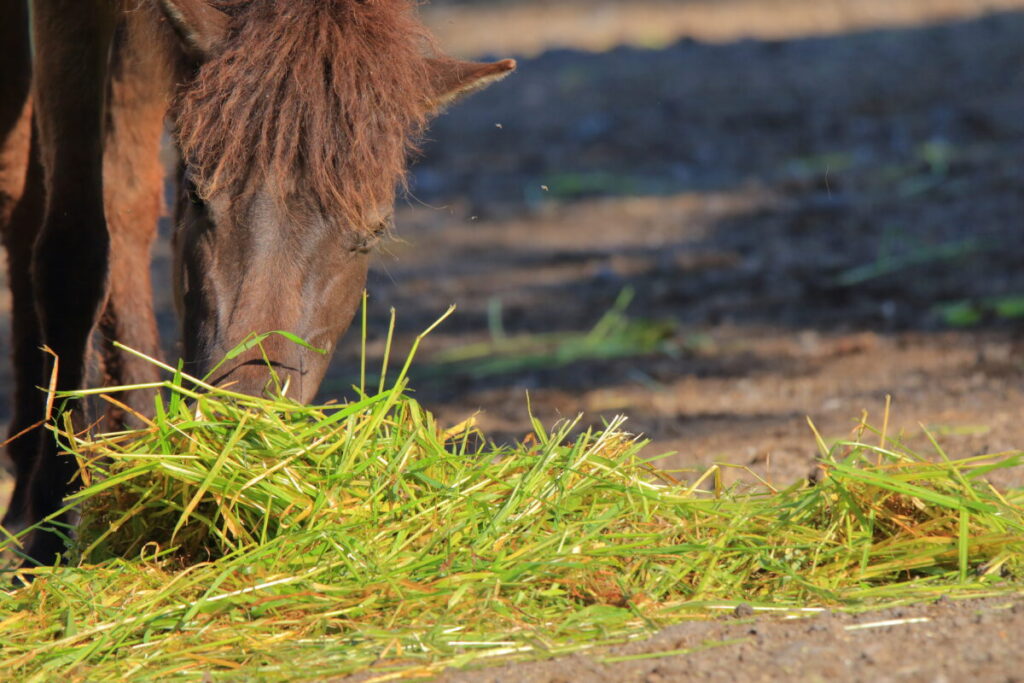 トカラ馬 開聞山麓自然公園 食事中