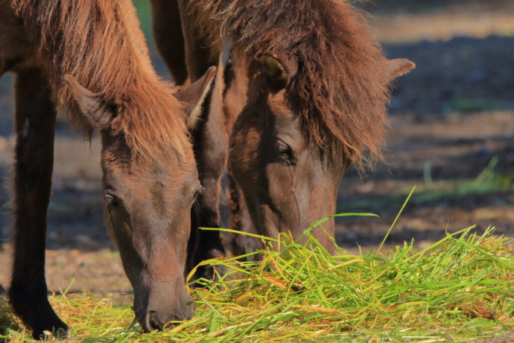 トカラ馬 開聞山麓自然公園 食事中