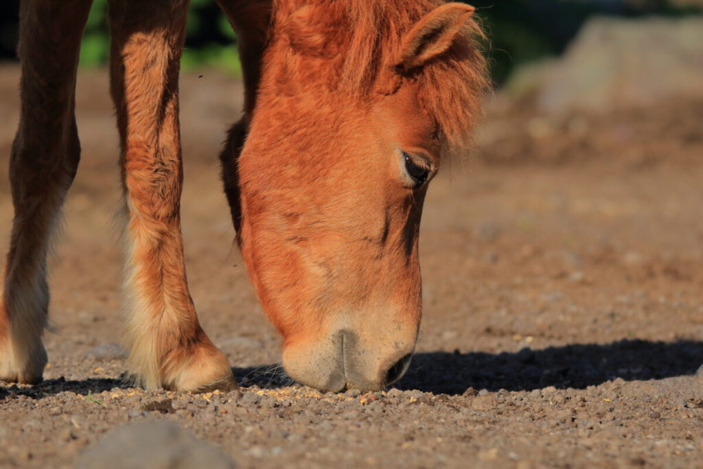 トカラ馬 開聞山麓自然公園 食事中