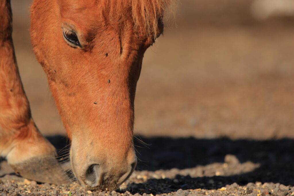 トカラ馬 開聞山麓自然公園 食事中