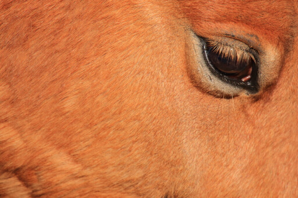 トカラ馬 開聞山麓自然公園 優しい目