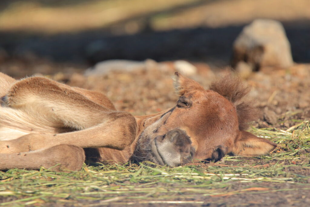 トカラ馬 開聞山麓自然公園 子馬
