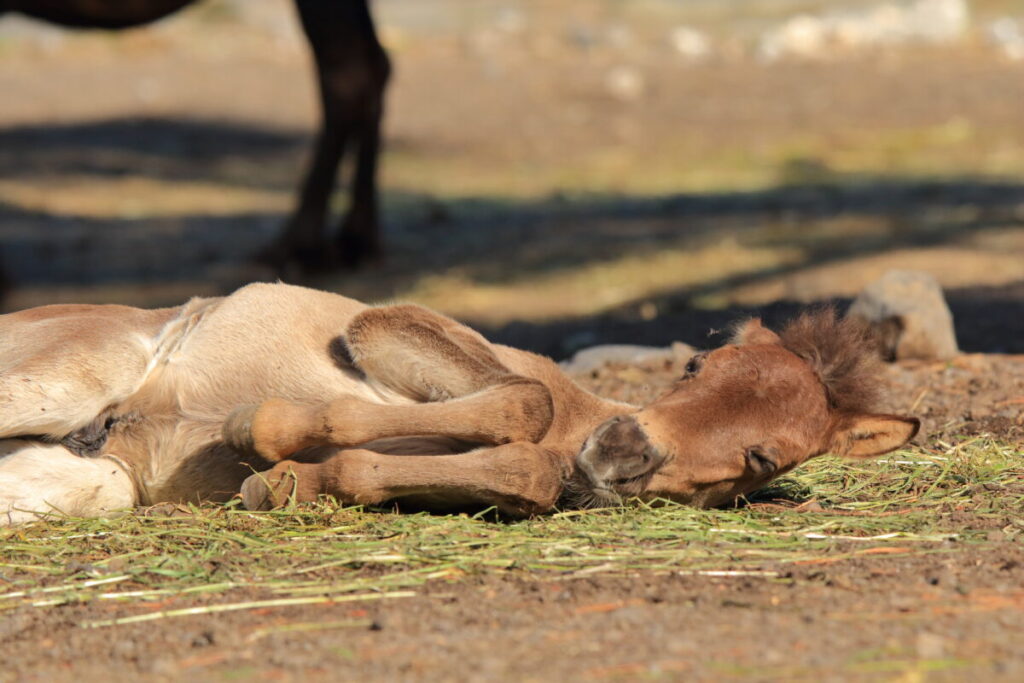 トカラ馬 開聞山麓自然公園 子馬