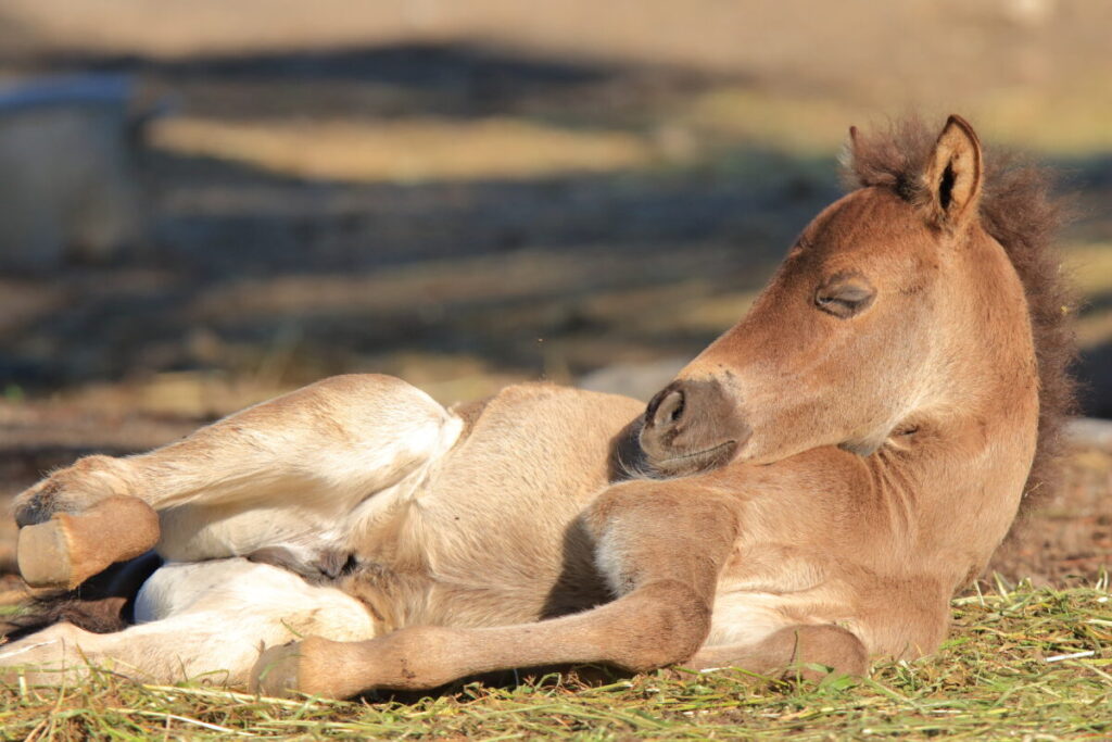 トカラ馬 開聞山麓自然公園 子馬