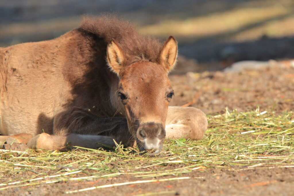 トカラ馬 開聞山麓自然公園 子馬