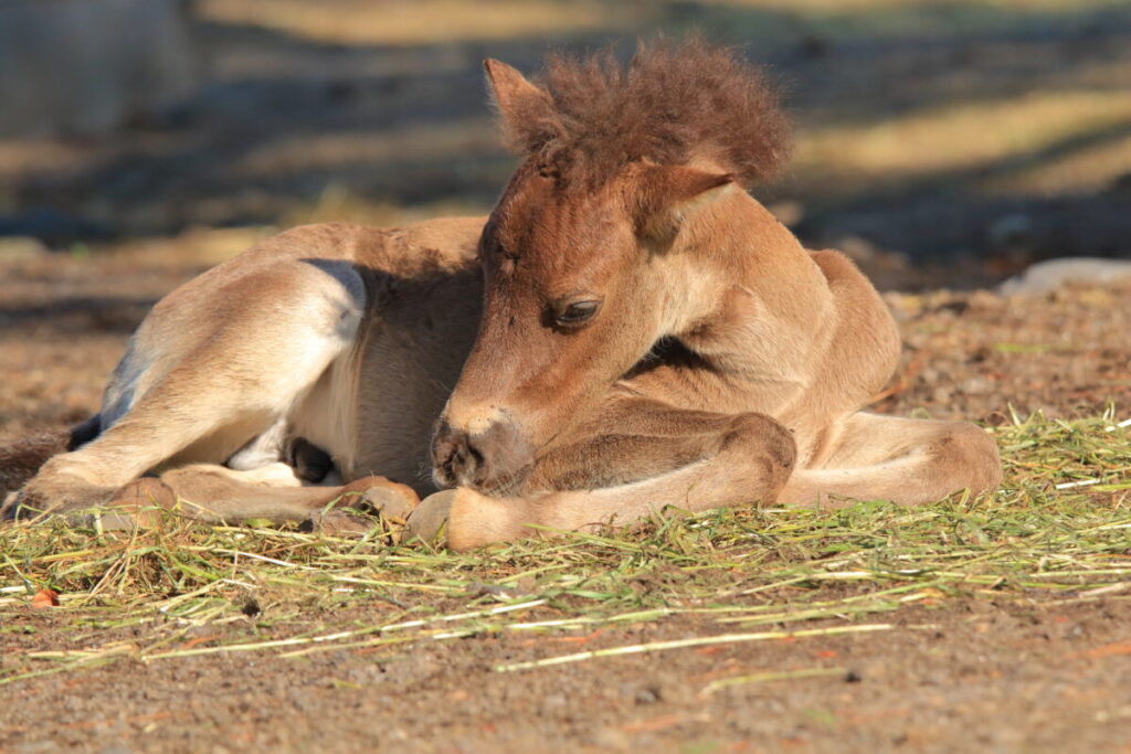 トカラ馬 開聞山麓自然公園 子馬