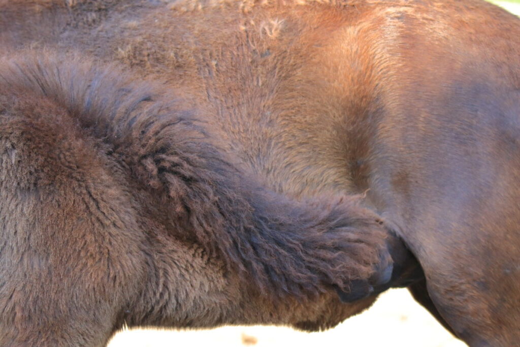 トカラ馬 開聞山麓自然公園 子馬 母乳