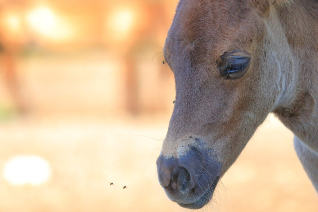 トカラ馬 開聞山麓自然公園 優しい目