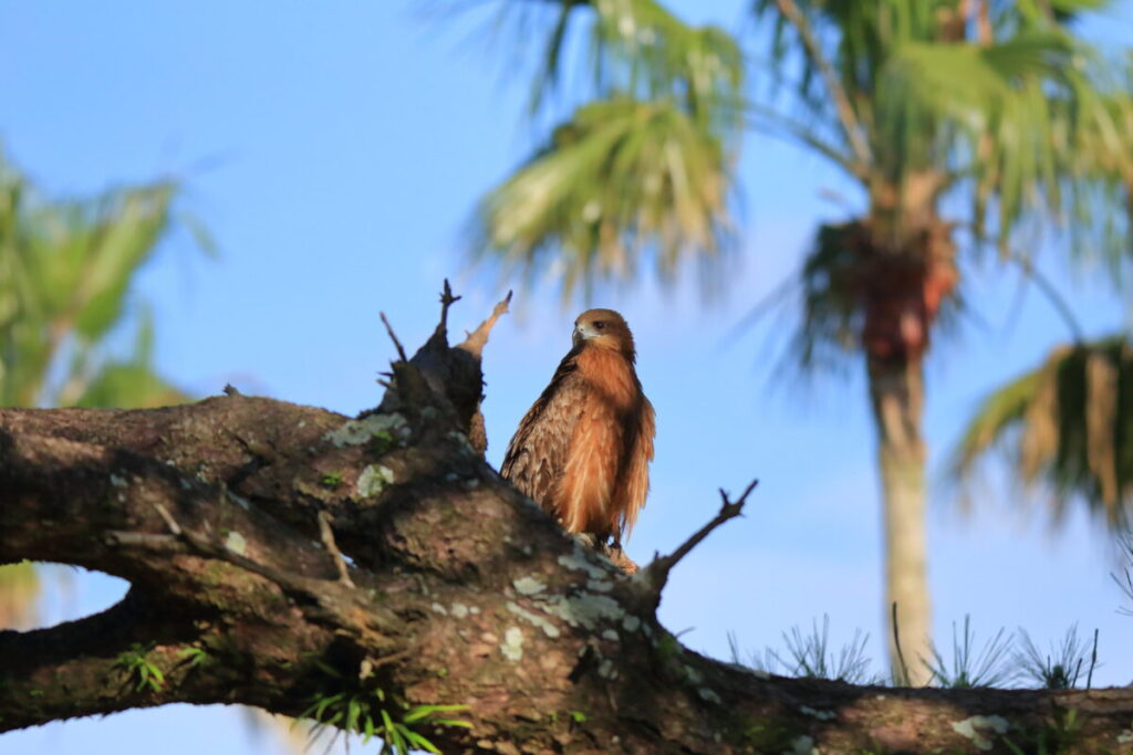 トカラ馬 開聞山麓自然公園 園内散策