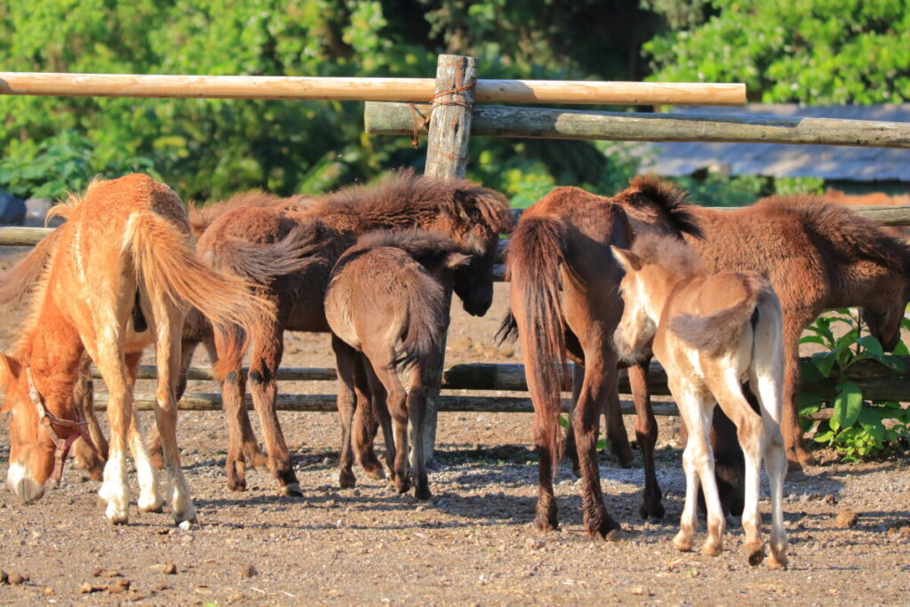 トカラ馬 開聞山麓自然公園 トカラ馬放牧場